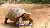 打不过蛇的乌龟缩进壳中，没想到蛇也钻进去，下一秒意外发生了！