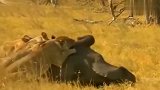 大象算得上是草原霸主，却惨遭狮子猎捕并活吃，镜头拍下全过程