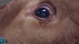 牛去世前为什么要流泪呢？