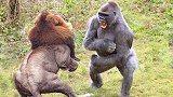 狮子想攻击狒狒，结果反被一拳“打趴”，狮子：完全不给面子？