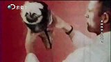 猫头鹰鬼畜配上摇滚乐，这段视频承包了我一天的快乐