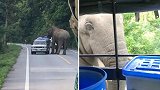 泰国：一饥饿大象拦下车辆找食物，一个挨一个搜索似收过路费