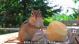 你认为小松鼠能吃完这么大的苹果嘛