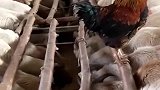 大公鸡：你们慢慢吃，我是来视察工作的！