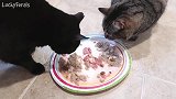 这猫咪们是在一个盘子里吃饭吗真是有爱呢，想学习一下！