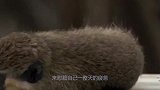 主人无聊给猴子剃毛，剃完后感觉不对劲，这分明就是个小孩子！