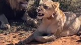 雄狮守在母狮身边，好像要发生什么