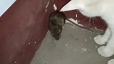 老鼠：猫哥别吓我行吗，我心扑通扑通的跳呢！