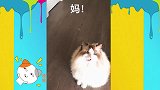 布偶猫：没啥才艺，就给你们展示个“咸鱼翻身”