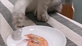 猫咪：谁把玻璃擦这么亮，就是想谋害朕
