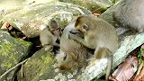 小猴子被大猴子扔到了石头上，被大猴子看管着不能动