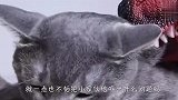 铲屎官来恶搞猫咪了，用恐龙咬住猫咪尾巴，接下来忍住别笑