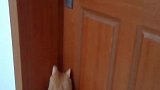 猫：老吴开下门，不然我自己进来了！