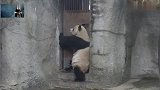 大熊猫：看来我是只被人遗忘的滚滚，雨天也只能坐在屋檐下避雨了
