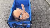 农场兔子泛滥成灾，男子把貂放进兔子洞，结果当场炸窝了！