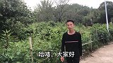 路边看见几棵“洛神花”，全身都是宝的植物，你见过吗