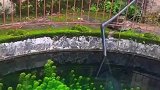 农家小院惊现水质被净化，水草长势喜人