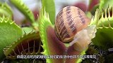 吃肉的植物没见过吧，食人树到底是什么东西？镜头拍下惊险全过程