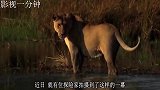 狮子过河遭鳄鱼袭击，结局却不一样！