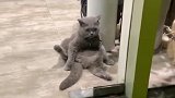 猫：下雨天没生意，在门口帮麻麻拉客！