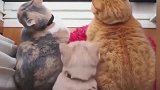 橘猫：兄弟，你就这么挡我们中间，是不是过分了绝交！
