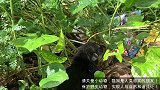 3只被主人遗弃的新生小狗，不停的在草丛中呼救！