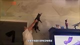 猫的反应速度比人快，为什么逗猫时看不出来原因让人哭笑不得