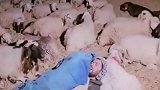 一人一犬一群羊，牧羊人在野外这样睡觉，会不会冻死在野外?