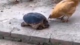 母鸡不停的啄乌龟，乌龟忍无可忍终于出手，我真的笑了。
