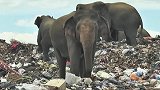 触目惊心！斯里兰卡野生大象栖息地被占，被迫翻垃圾觅食