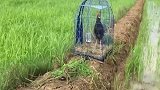 美鸟计，上当了吧！