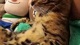 猫你能消停会吗，耳朵起茧子了