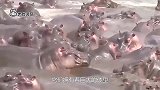 河马vs河马，河马张开大嘴恐吓同伴，霸气侧漏