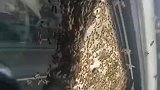 满车蜜蜂真吓人，也不知道咋地了