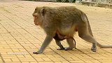 母猴刚生小孩不久，公猴子就挨着它坐！