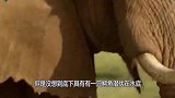 小象的鼻子被鳄鱼咬住，大象妈妈一脚踩下去，整个世界都安静了