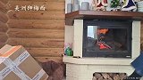 原来美洲狮就是个大猫！看见纸箱就走不动道，玩嗨了