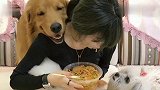 金毛陪女主吃饭，真的好懂事哦