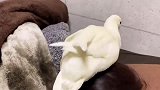 女主人赖床不起来，宠物鸭粗暴叫醒，看完忍住别笑