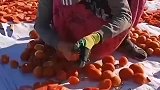 西红柿切片准备晒干中，我的乡村生活