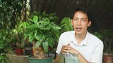 给发财树施肥有讲究，注意这些，叶片不再发黄变小，根系不再腐烂