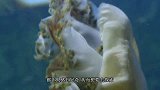 男子发现海滩有许多怪异生物，抓起来拍照，结果害苦了自己