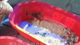 男子拍到一群仓鼠为了逃生，一直在盆里蹦跶