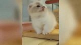 小奶猫：瞧瞧我的眼睛，我也觉着自己挺招人喜欢的！