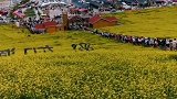 六月门源油菜花盛开，吸引了五湖四海的朋友前来观光旅游