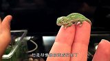 刚出生没多久的变色龙宝宝第一次变色，太萌了，我也想养一只