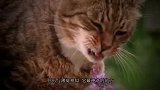 让猫咪陷入疯狂的猫薄荷，给老虎闻一下，会怎样？