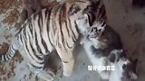 猫咪挑衅小老虎，没想到却被按在地上教训，真逗！