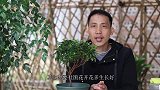 杜鹃花二次开花少，就因为施肥错过三个关键期(1)