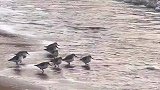 女生拍到一群小胖鸟跟随海浪跑